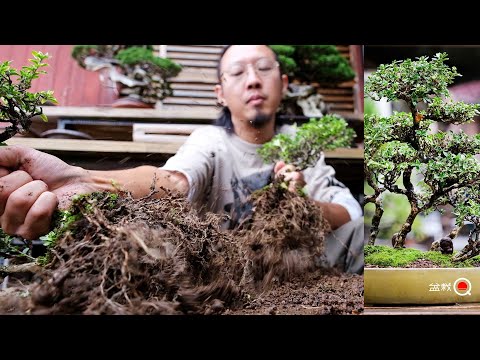 The main tree, Serissa japonica, is revived [Bonsai Q]