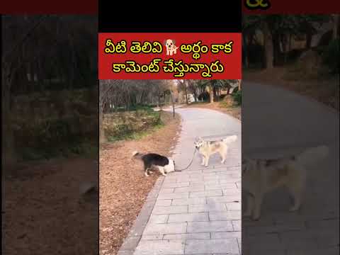 వీటి తెలివి🐕అర్థం కాక కామెంట్ చేస్తున్నారు #shorts #ytshots #dogs