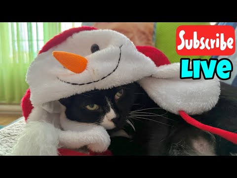 Christmas Eve Pawty - Live Stream