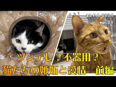 【ねこによる。ｃｈ】ツンデレ？不器用？猫たちの嫉妬と愛情　前編　epi.24　猫の粗相｜元野良猫｜保護猫｜猫こたつ