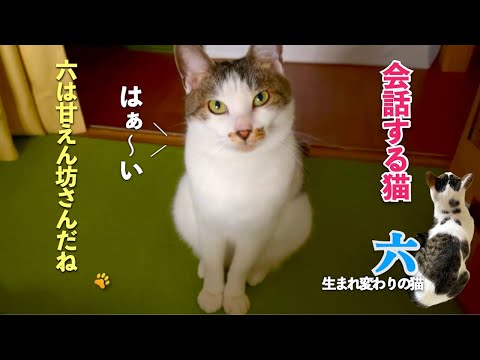 「六は甘えん坊さんだね」愛猫との会話、今回は返事の間がちょっと違う。そしていつもより甘えん坊になる愛猫 | [生まれ変わりの猫] 六