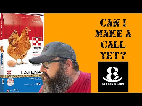 Purina Feed Greatness Challenge Week 3 | Central Texas Chicken Coop