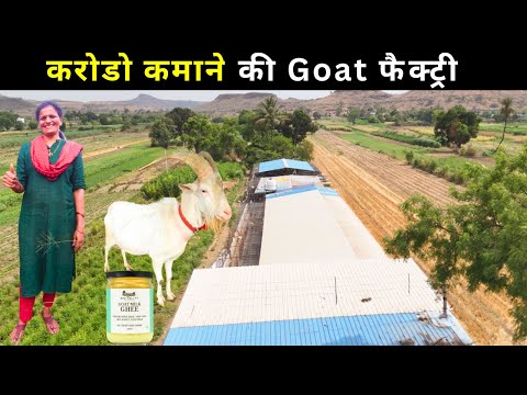 Goat  फार्म से लाखो की कमाई  II Goat Dairy Business II Goat milk