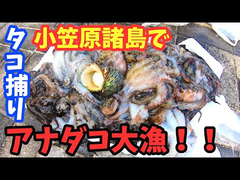 タコ捕り方(小笠原諸島 母島)アナダコ大漁釣果！陸で狩りをするタコを獲る人