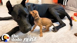 Tiny, Scared Puppy Falls In Love With A 120-Pound Great Dane | The Dodo Little But Fierce