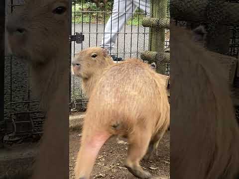 朝からハイテンションカピバラさん(伊豆シャボテン動物公園) #capybara #Shorts