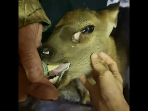 #babydeer #feeding #feedingthehungry