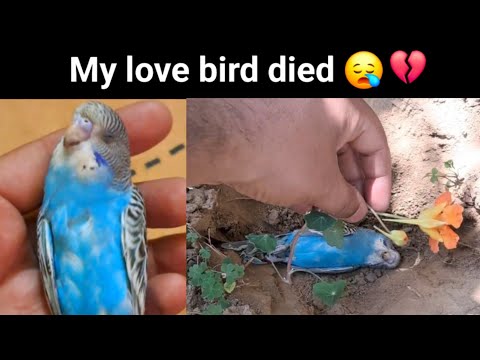 My love bird died 💔😪