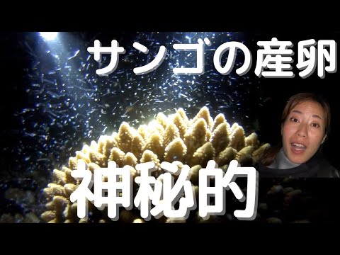 沖縄のサンゴが産卵する瞬間を見に行く！！