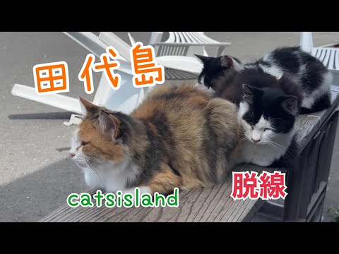 田代食堂前で猫電車が脱線　Cat train derails in front of Tashiro Restaurant【田代島】【２０２４秋】【猫島巡り】￼