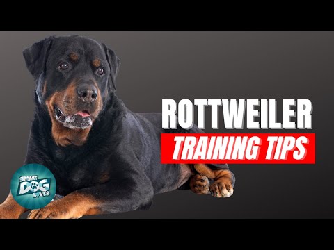 How to Train Your Rottweiler | Best Rottweiler Puppy Training Tips