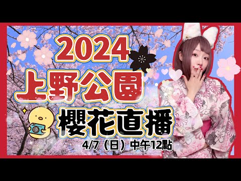 2024上野公園櫻花直播🌸 『粉紅與粉紅的合體🩷 』麻優姬歡喜直播🥰