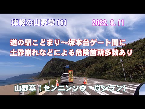 津軽の山野草161(道の駅こどまり先の土砂崩れ状況・ｾﾝﾆﾝｿｳ・ｳﾝﾗﾝ)