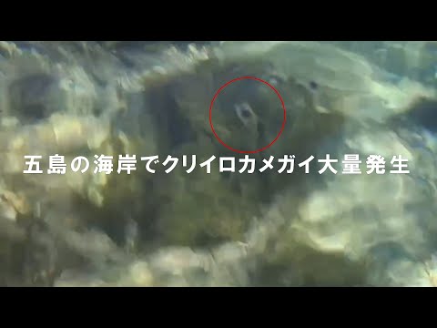 五島市の海岸でクリイロカメガイ見つかる