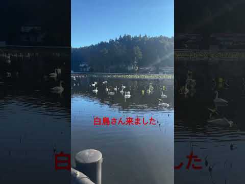 長峰大池に白鳥さんが来ました。2024年11月10日朝8時半撮影