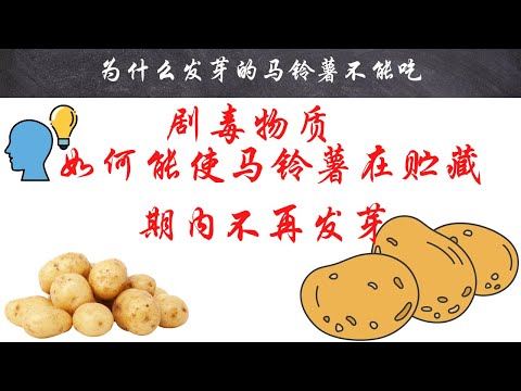 【十万个为什么】为什么发芽的马铃薯不能吃? ｜#短视频 #小知识 #能量灯 #为什么