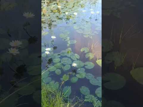 Beautiful lotus pond #lotus #shorts