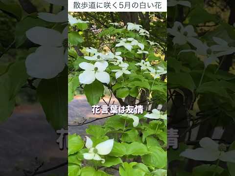 散歩道に咲く5月の白い花を見つけた 卯の花と「夏は来ぬ」