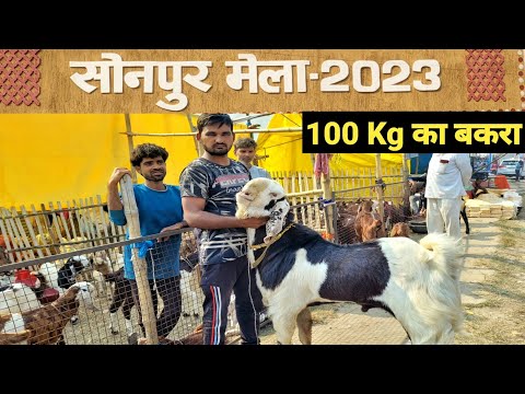 सोनपुर मेला में बकरी खरीदने उमड़ी भीड़ | Sonpur mela 2023 | bakra mandi