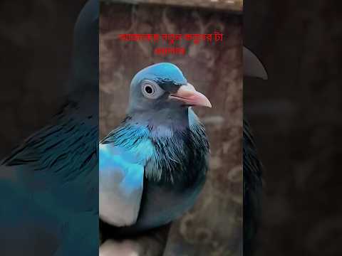 আজকের ধরলাম নতুন kabutar✔🕊️✅🕊️ #pigeon#shorts #shortvideo #youtube#trending #trendingshorts