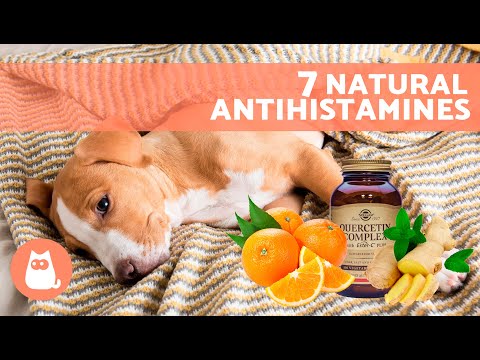 7 HOME REMEDIES for ALLERGIES in DOGS 🐶✅ (Do These Natural Antihistamines Work?)