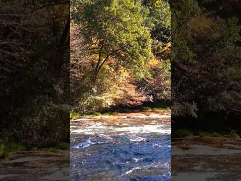 【癒し動画】熊本県阿蘇郡小国町   紅葉🍁   もみじ   #松山千春    #shorts