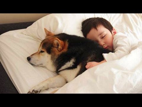 Dog Protecting Baby Compilation NEW