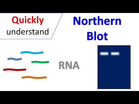 Northern Blot