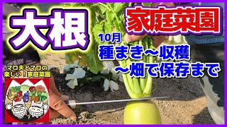 【大根】1ヶ月遅い10月種まき～収穫～畑で保存まで（総太り大根／間引き／葉切り）大根栽培／マロ夫とマロの楽しい家庭菜園／貸し農園　家庭菜園