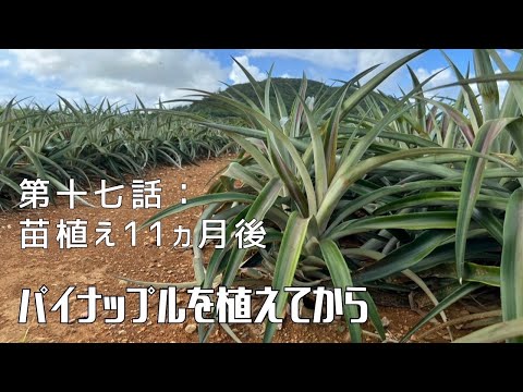 【第十七話：苗植え11ヶ月後】〜パイナップルを植えてから〜