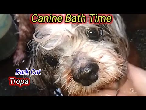 "Bubbles and Beyond: A Doggy Spa Day"