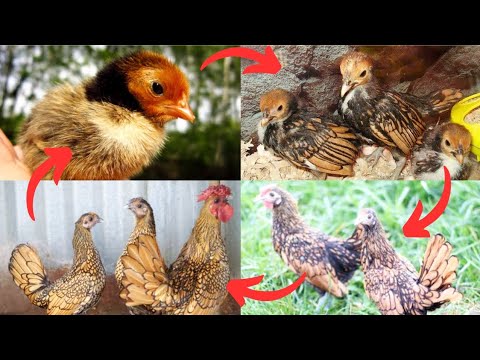 From Hatching Egg Day 1 to 210 || Golden Sebright Chicks To Sebright Chicken Growth Time Lapse Video