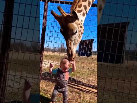 cute giraffe baby kissy animal love #animals #love #explore #shorts