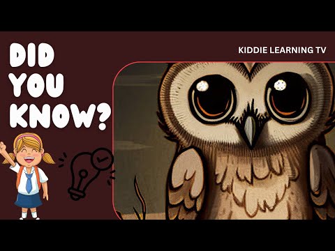 Did you know #5 ||Facts || Owls