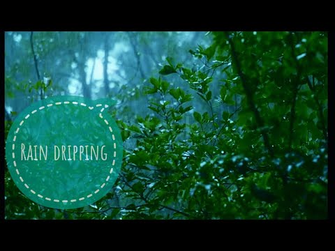 Rain dripping relaxing sound for sleep and mind relaxing | Deep meditation | Rainy mood on