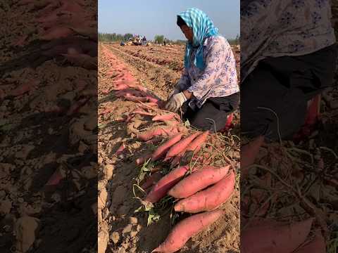 Growing and Harvest Java Sweet Potato #growing #java #farming