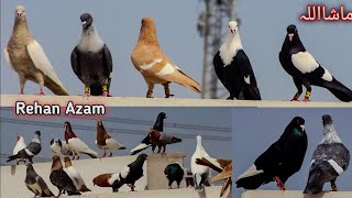 🔥❤World Most Beautiful Fancy Pigeon | Hajji Mosa King | The King Of Pigeon | Kabootar