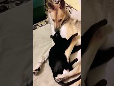 Sisterly tenderness. Dog, cat and happiness♥