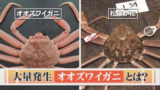 松葉がににそっくり！北海道で大量発生の「オオズワイガニ」とは？困ったことも…