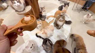 Spending Paw-some Day in Japan's Largest Cat Cafe with lots of Cats 🐈🍨🍭