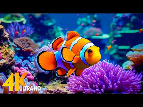 Aquarium 4K VIDEO (ULTRA HD) 🐠 Beautiful Coral Reef Fish - Relaxing Sleep Meditation Music #28