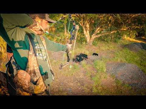 Archery Hunting Wild Hogs - Destructive Broadhead Damage