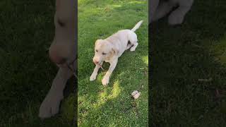 Relaxing #happydog #yellowlab #happypets