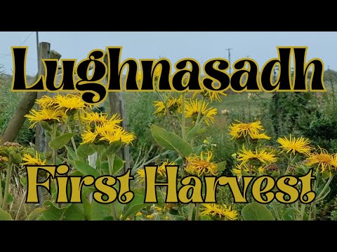 Lughnasadh - First Harvest