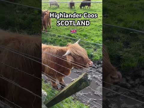 Highlander Coo | Scotland, UK #shorts #shortvideo #highlandcow #scotland