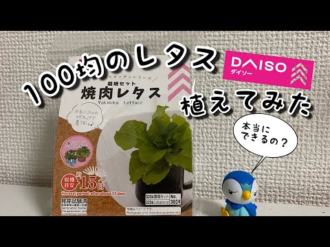 【ダイソー】100均のレタス栽培【家庭菜園】