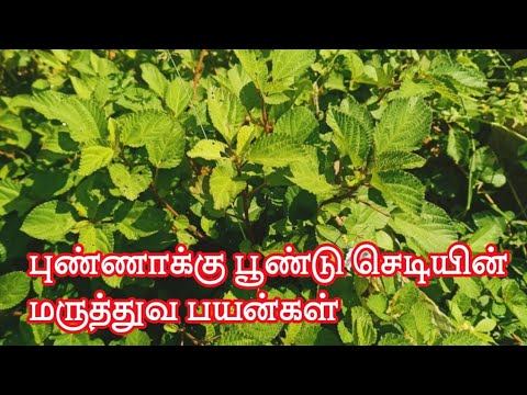 புண்ணாக்கு பூண்டு செடியின் மருத்துவ பயன்கள்||punnakku poondu benefits in tamil