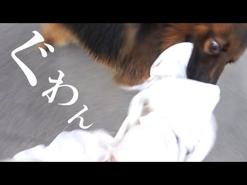 元気な大型犬をカットでお風呂！！