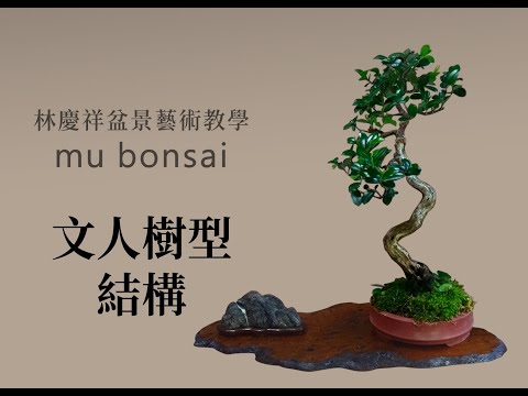 夏∣文人樹型結構 ◤林慶祥盆景藝術教學◢ Bonsai in Taiwan / Shore Eurya