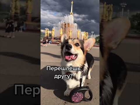 ТЫ МОЖЕШЬ СКАЗАТЬ НЕТ ВСЕГО 2 РАЗА #dog #funny #funnyvideo #pet #humor